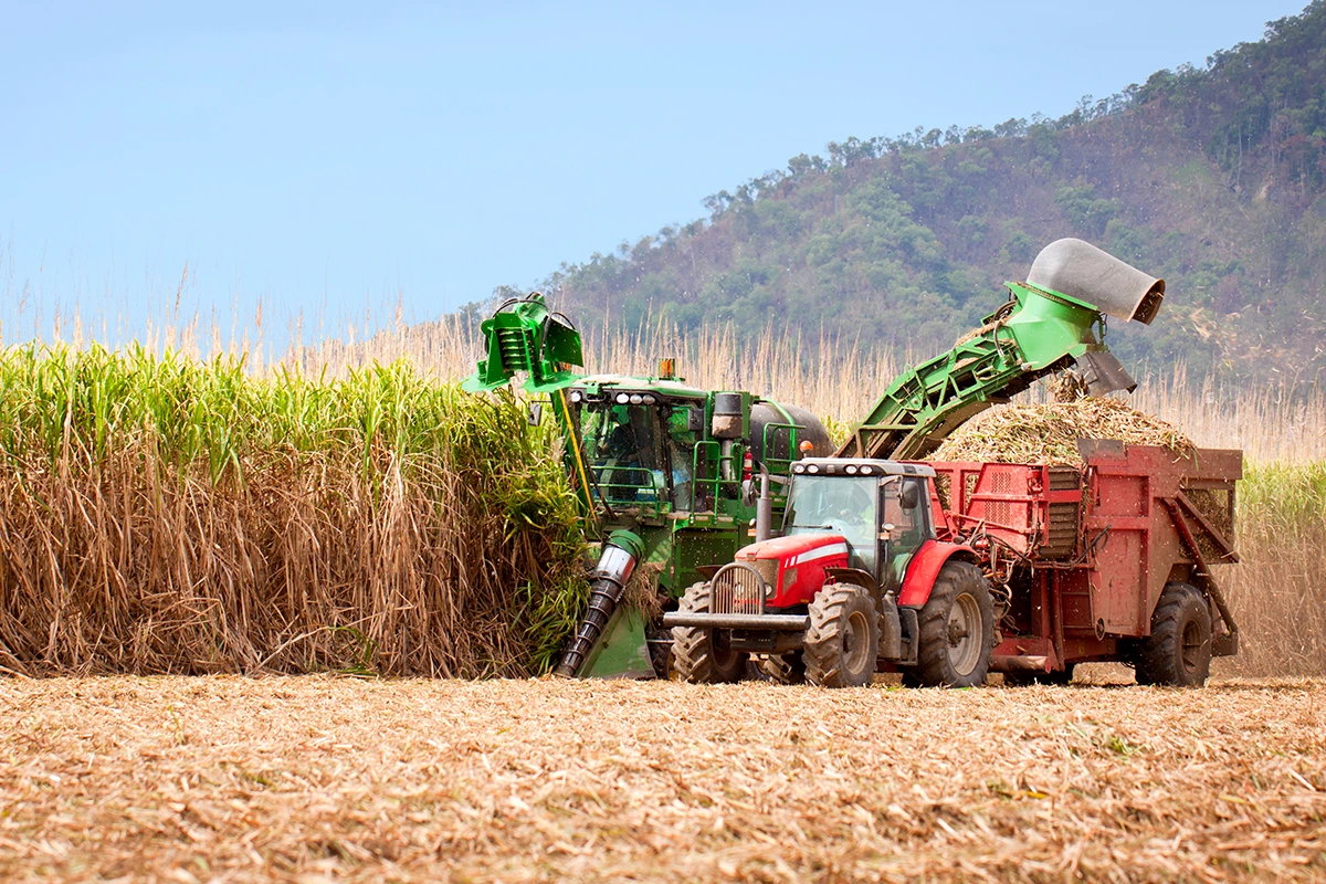 Drought Risks Impact on Brazil's Sugarcane and Worldwide Sugar. (Photo Internet reproduction)