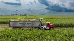 Brazil's 2024 Farming Shift: From Corn to Diverse Crops