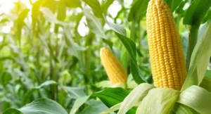 February's Turbulent Corn Market in Brazil