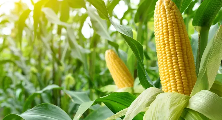 February's Turbulent Corn Market in Brazil