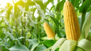 Brazil's Corn Export Forecast Shows Decline