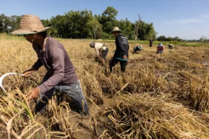State Support Sought at Rice Harvest Event in Brazil