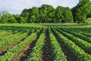Boosting Brazil-Russia Farming Links