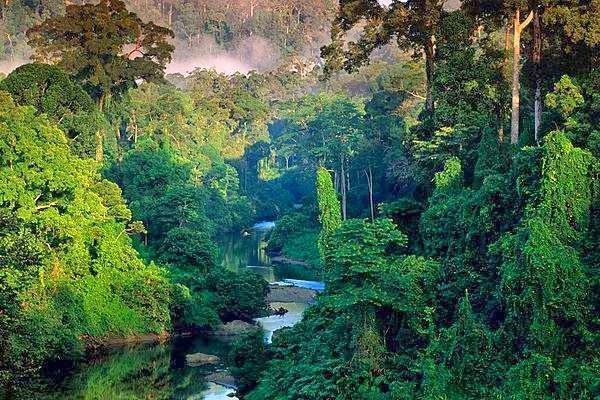 Tipping Point Looms for the Amazon Rainforest by 2050. (Photo Internet reproduction)