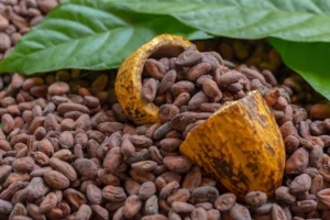 Cocoa Market Sees Sharp Decline Despite Supply Worries