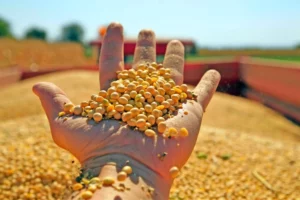 U.S. Turns to Brazilian Soybeans For the First Time Since 2019