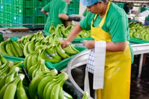 Ecuador Diversifies Banana Export Strategy Amidst Russian Ban