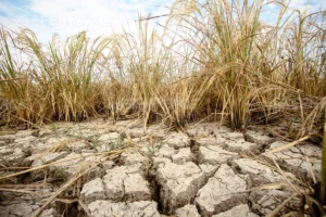 Peru's Farming Output Faces Steepest Decline Since 1992