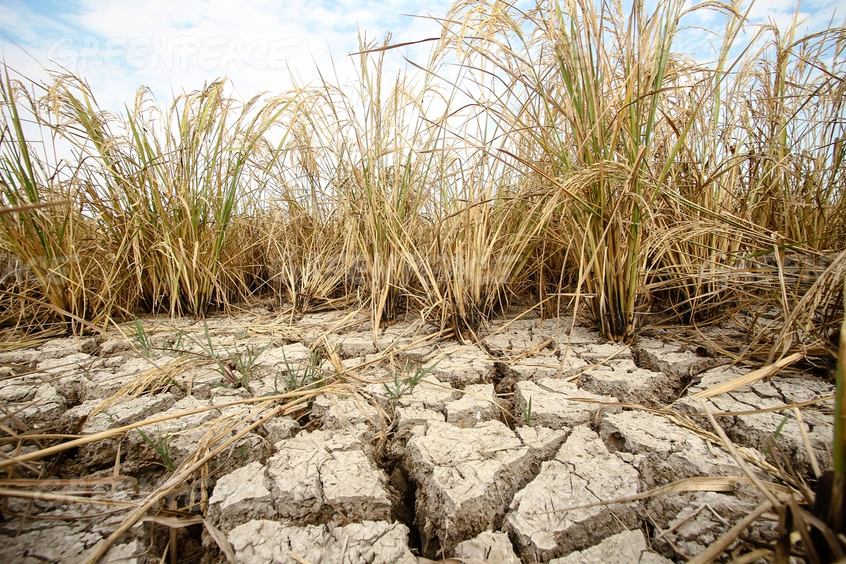 Peru's Farming Output Faces Steepest Decline Since 1992