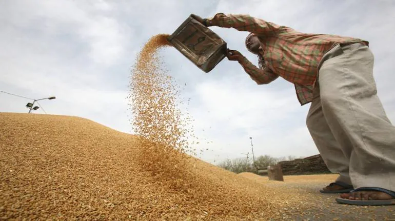 Grain producdtion