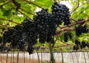 Weather Impacts on Brazil's Grape Harvest