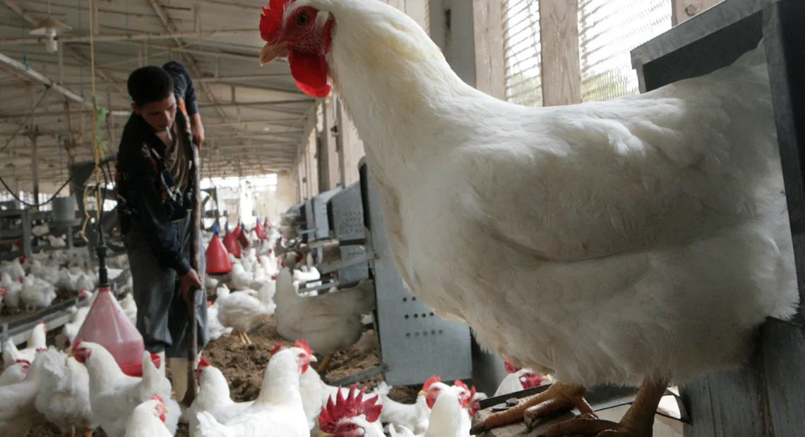 China Removes Extra Tariff on Brazilian Chicken. (Photo Internet reproduction)