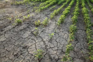 Brazil Further Cuts Soy Forecast Due to Weather