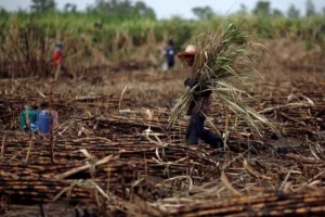 Thailand Faces Major Sugar Production Drop