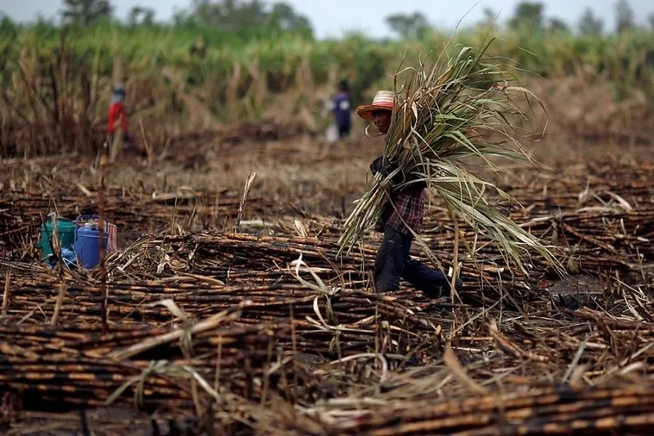 Thailand Faces Major Sugar Production Drop