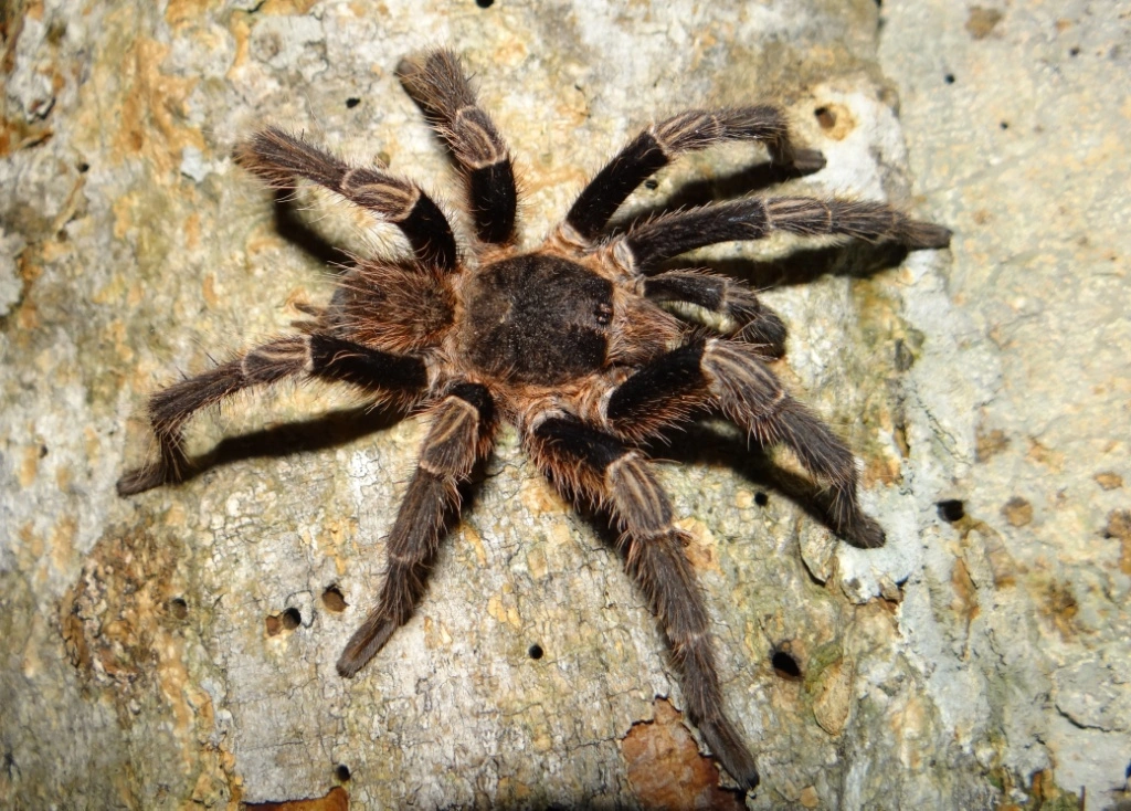 Brazilian Spider Venom: A New Hope in Cancer Fight. (Photo Internet reproduction)