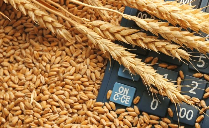 Chicago Wheat Prices Dip Amid Global Factors