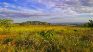 Green Growth: Brazil's Cerrado's $72 Billion Opportunity