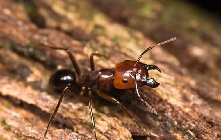big-headed-ant-up-close-in-florida