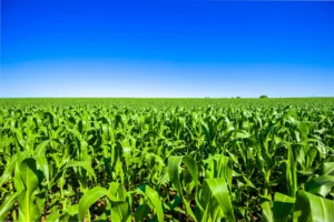 Brazil's Second Corn Crop Planting Speeds Ahead, Surpassing 31%