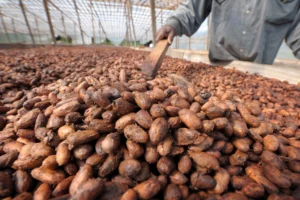 Hausse des coûts du cacao et réalisations pétrolières : aperçus du marché