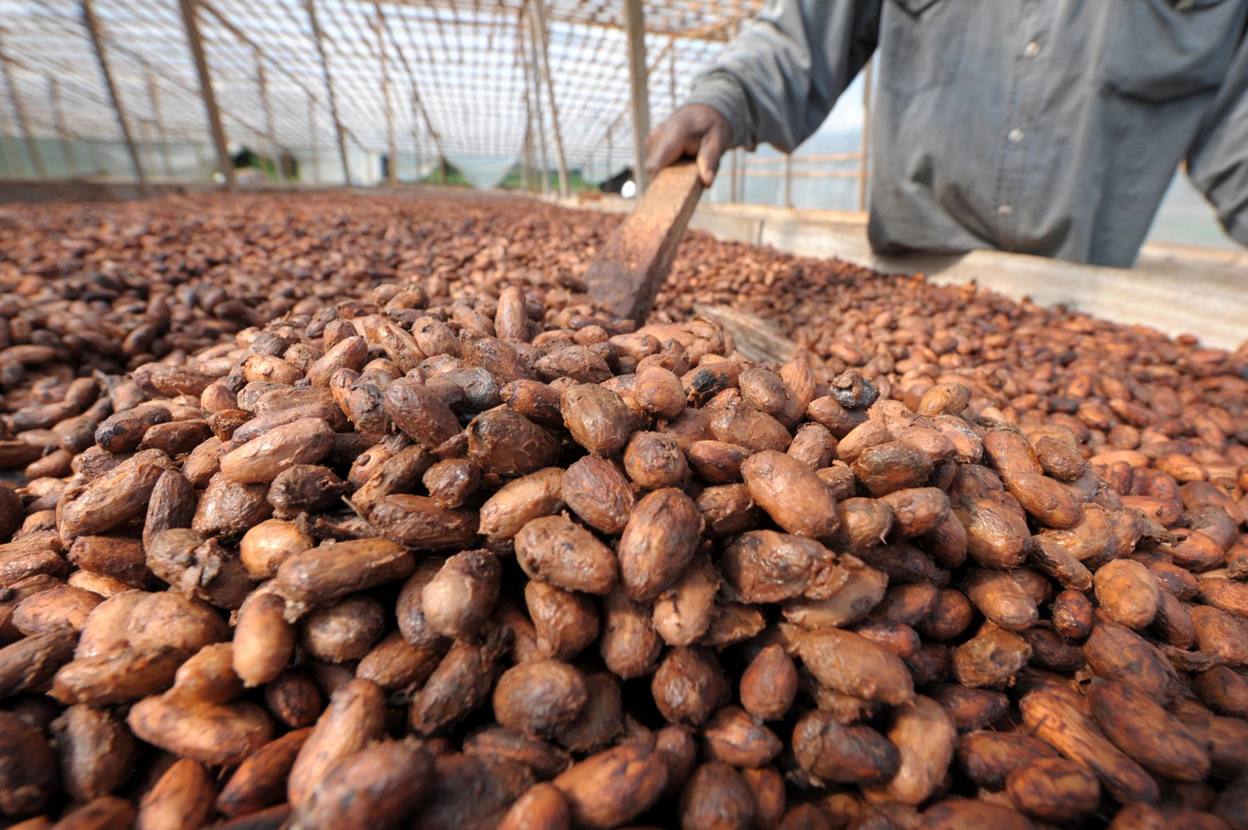 Rising Cocoa Costs and Oil Achievements: Market Insights