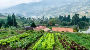 Petro's Era: A Boost for Colombia's Agriculture