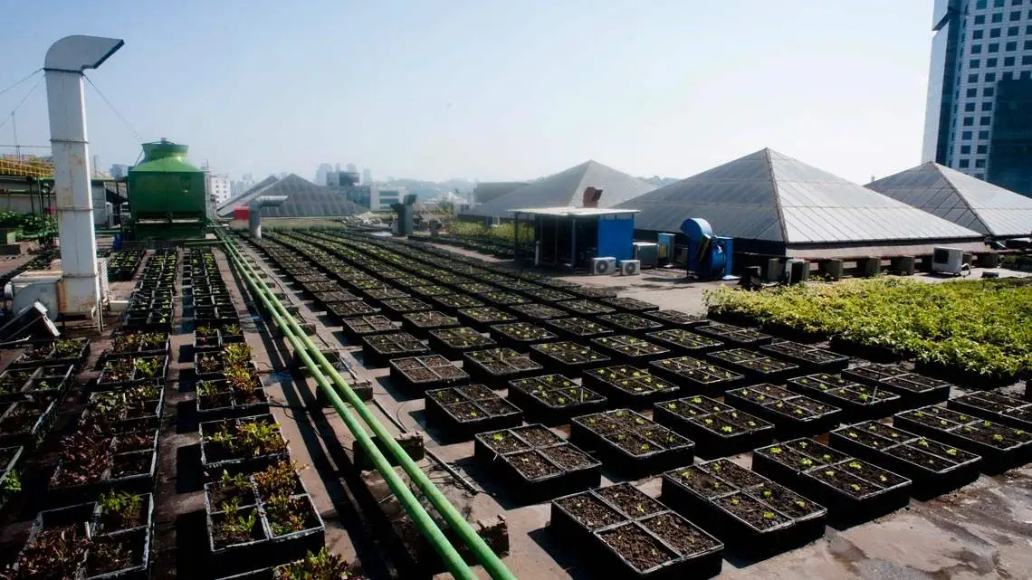 São Paulo's Farming Sees Surplus Leap in January. (Photo Internet reproduction)