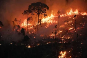 Record Fire Outbreak in Amazon During February