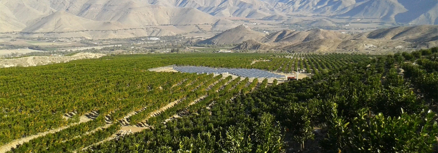 fruits chile