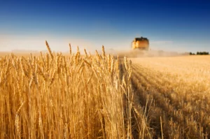 Russia's Wheat Windfall: Navigating a Record Harvest