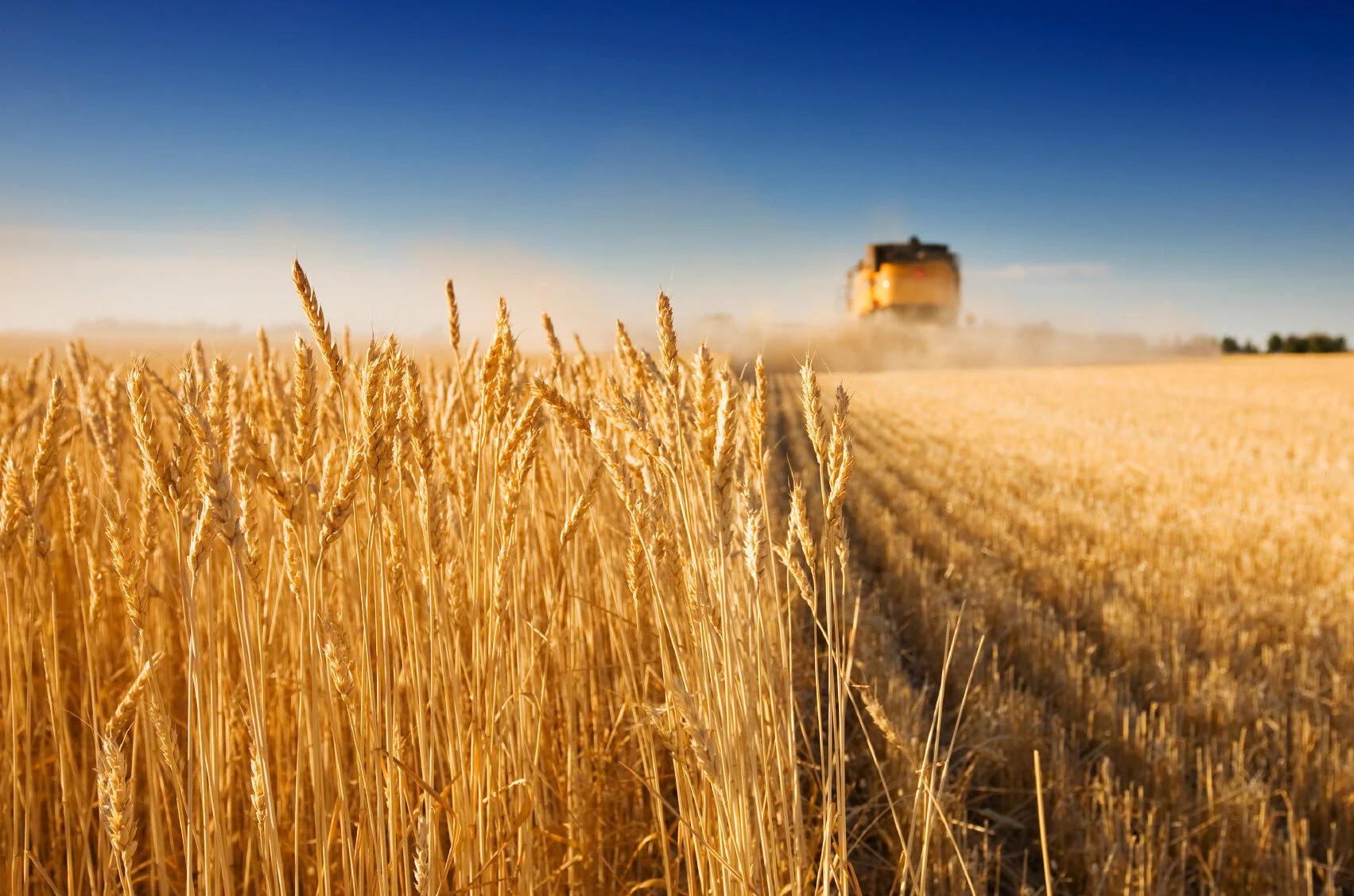 Russia's Wheat Windfall: Navigating a Record Harvest