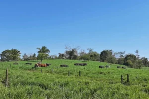 Brazil's Potential for Agricultural Expansion on Degraded Pastures