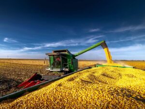 Crisis in São Paulo: Soybean Yield Plummets