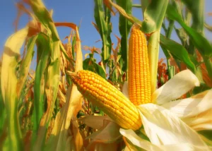 Brazil's Corn Prices See Significant Drop in January