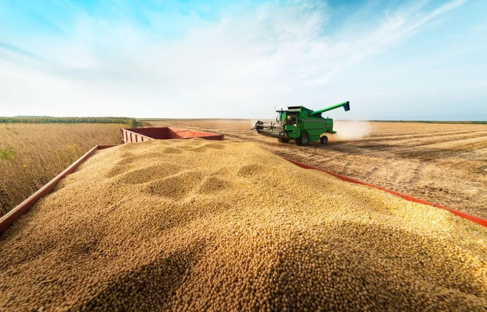 Floods in Rio Grande do Sul Cause Significant Losses in Soybean Crop. (Photo Internet reproduction)