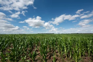 Argentine Farms Thrive After Rains