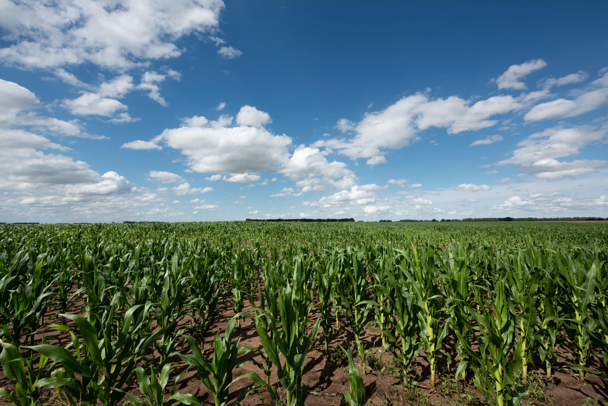 Argentine Farms Thrive After Rains