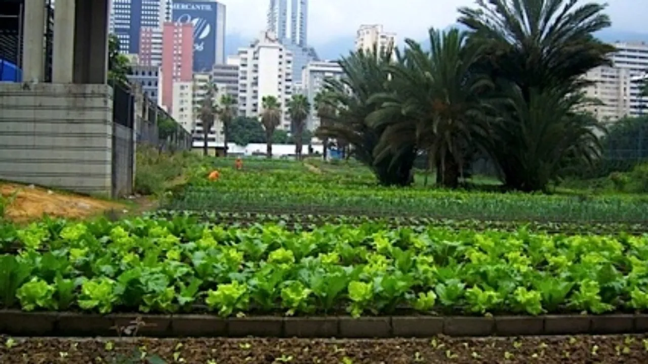 Venezuela's 2023 Success in Combating Hunger - Urban farming. (Photo internet reproduction)