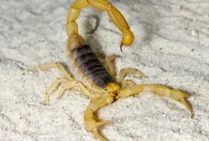 Alert in Rio Over Dangerous Scorpion Outbreak