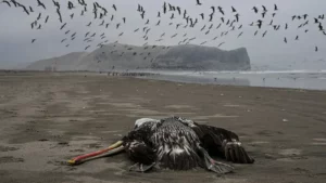 Brazil's Avian Flu Cases Surge to 158