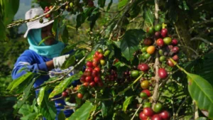 Indonesia and Vietnam Turn to Brazil for Robusta Coffee Amid Production Woes