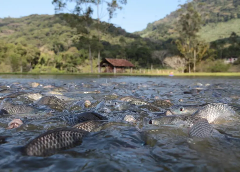 Brazil's Fish Farming Grows by 3.1% in 2023
