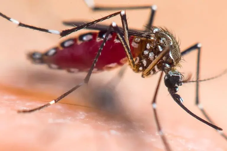 Rapid Increase in Dengue Fever Across the Americas in 2024
