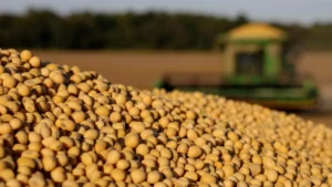 Falling Prices, Rising Costs Hit Brazil's Soybean Industry