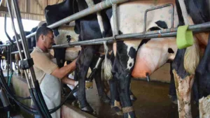 Crisis Alert: Brazil's Dairy Industry Seeks Immediate Aid