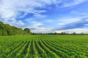 Strategic Shifts in Brazil's Farming Exports Amid Market Changes