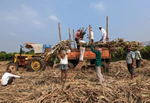 Indian Sugar Output Declines, Impacting Biofuel Plans
