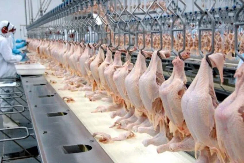 Brazil Achieves Historic Chicken Export Milestone in February