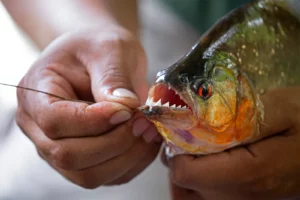 Piranha Hazard Prompts Beach Closure in Brazil